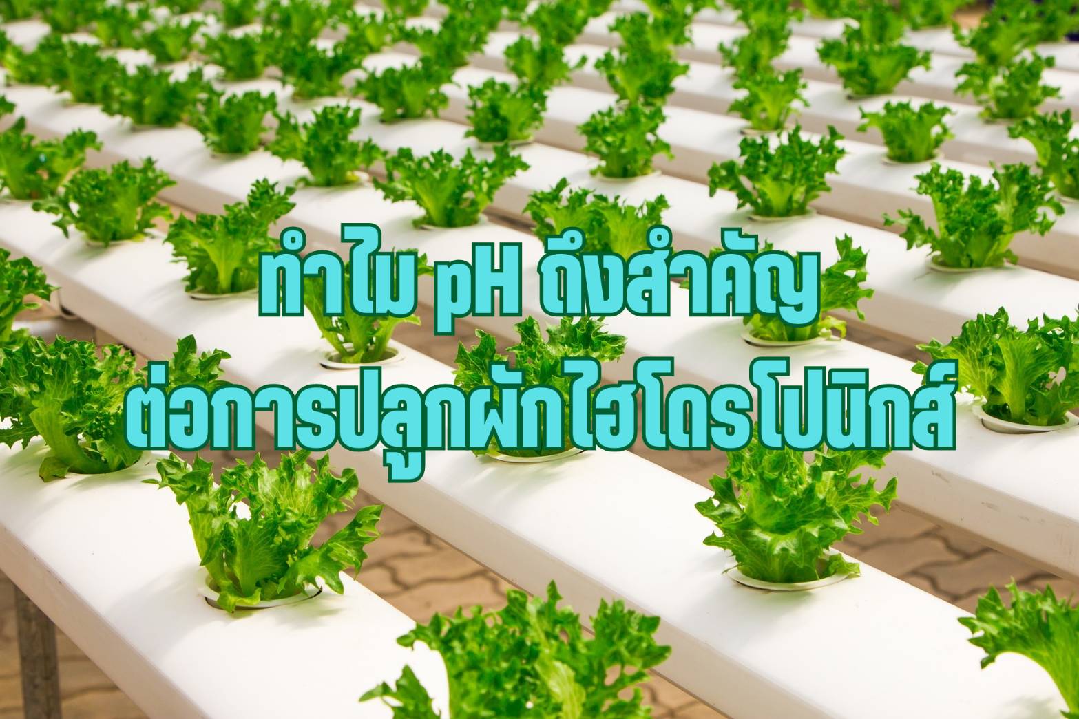 เคมีภัณฑ์,สารเคมีภัณฑ์,เคมีภัณฑ์อุตสาหกรรม,เคมีภัณฑ์เชียงใหม่,ร้านเคมีใกล้ฉัน