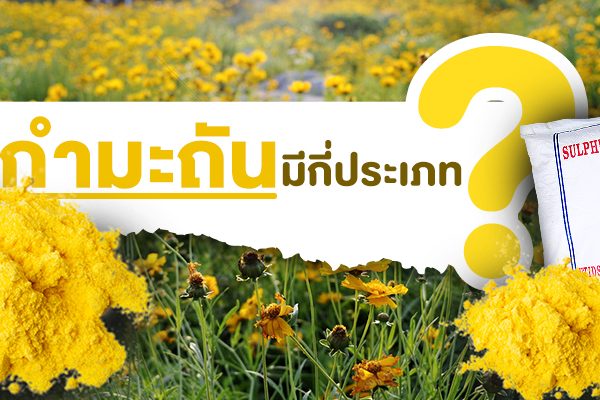 กำมาถันมีกี่ประเภท