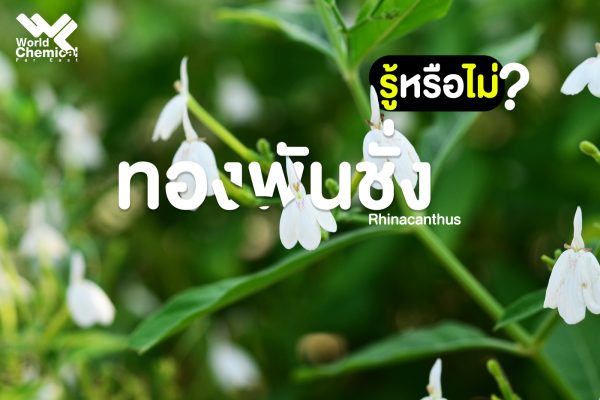 ทองพันชั่ง,สารสกัดทองพันชั่ง